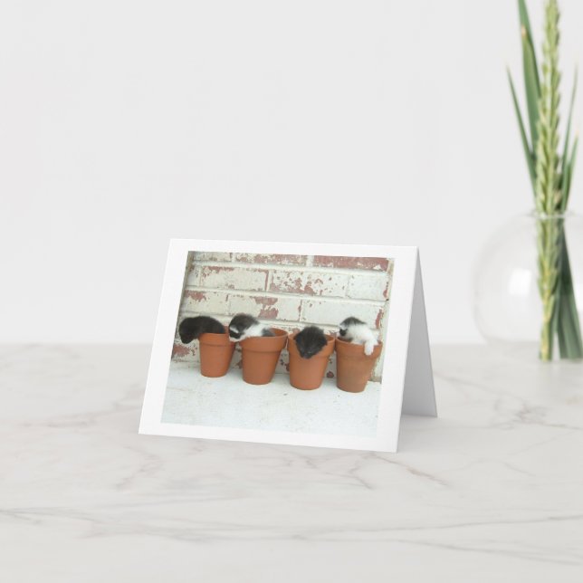 Cartões de nota dos potes do gatinho (Frente)