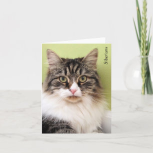 Cartões de Nota Mágica Siberianos