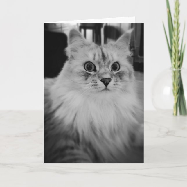 Cartões de nota mágicos Siberian (Frente)