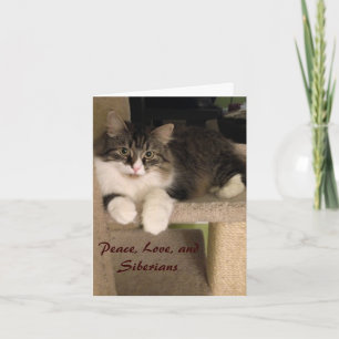 Cartões de Nota para Gatos Siberianos