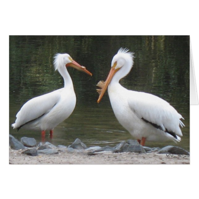 Cartões de Nota Pelicanos (Frente horizontal)
