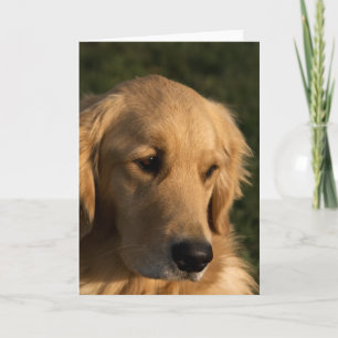 Cartões de Nota Shot Head do ouro Retriever