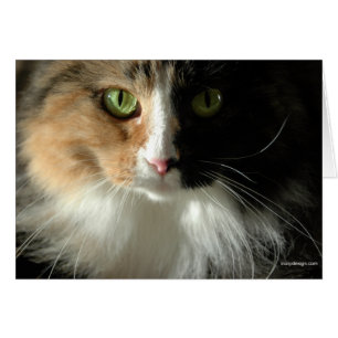 Cartões de Olhos do Gato