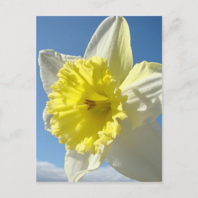 Cartões de Páscoa 11 Flor Narcisos Post Card (Frente)