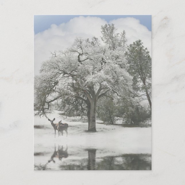 Cartões de Posto de Natal com cervo na neve (Frente)