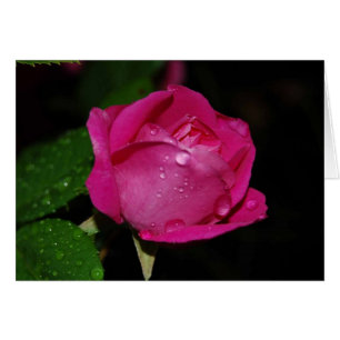 Cartões de rosa de mola