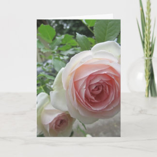 Cartões de Rosa Pierre De Ronsard Rosa Suave Adorá
