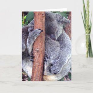 Cartões de saudação da família Koala Bear