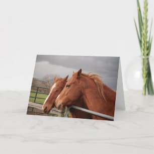 Cartões de Saudação de Amantes de Cavalo