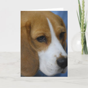 Cartões de saudação de beagle