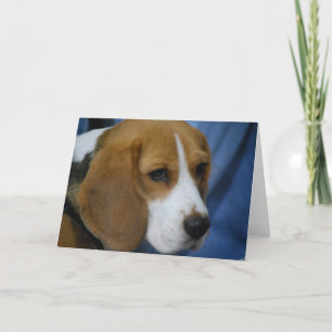 Cartões de saudação de beagle