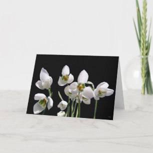 Cartões de saudação de flores de queda de neve