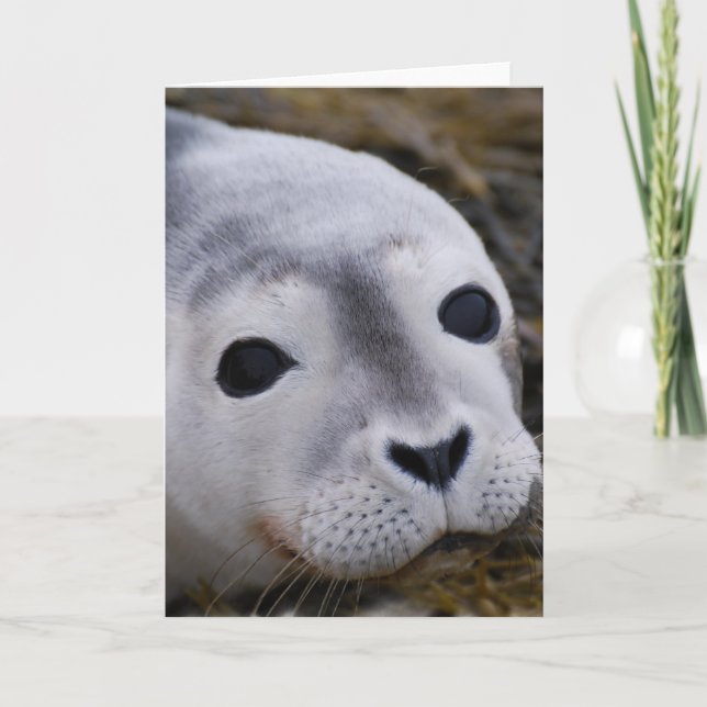 Cartões de saudação de foca doce (Frente)