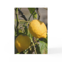 Cartões de Saudação de Limão Espanhol na árvore