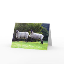 Cartões de Saudação de Ovelhas Galesas.