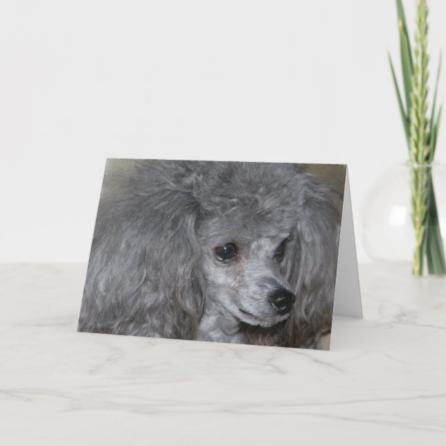 Cartões de saudação de poodle da cinza (Frente)