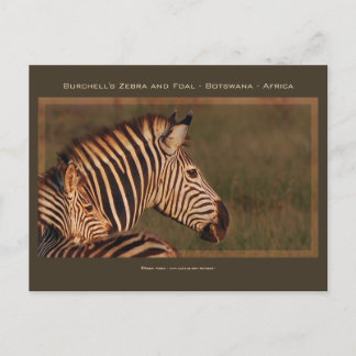Cartões de saudação de zebra, mãe e bebê açari