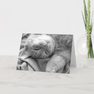 Cartões de Saudação do Cat Nap