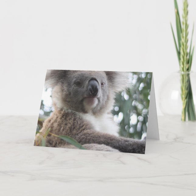 Cartões de saudação do Urso Koala (Frente)