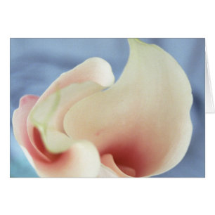 Cartões de saudação do Vorex White Calla Lily A