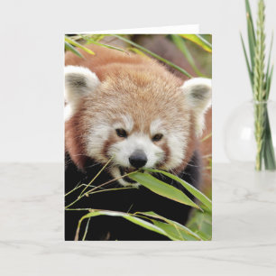Cartões de saudação Foto panda vermelho. Panda rui