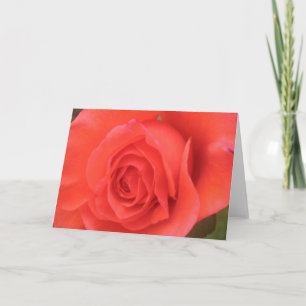 Cartões de saudação ou de nota do Rosa de pêss