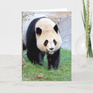 Cartões de saudação Panda gigante fotográfica. Pan