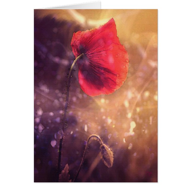 Cartões de solo do amanhecer da papoila (Frente)