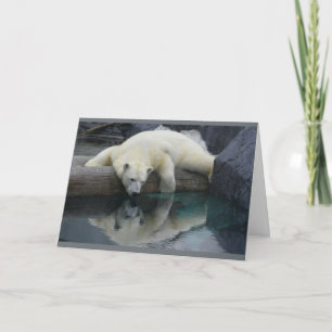 Cartões de Urso Polar - Reflexões