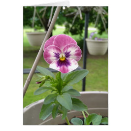 Cartões de Vazio pansos (rosa e roxo)