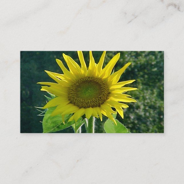 Cartões de visitas de girassol (Frente)