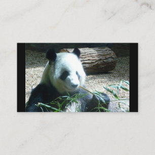 Cartões de visitas de Urso Panda