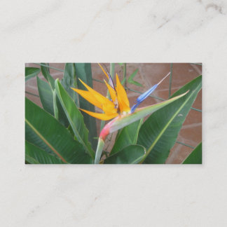 cartões de visitas do birdofparadise