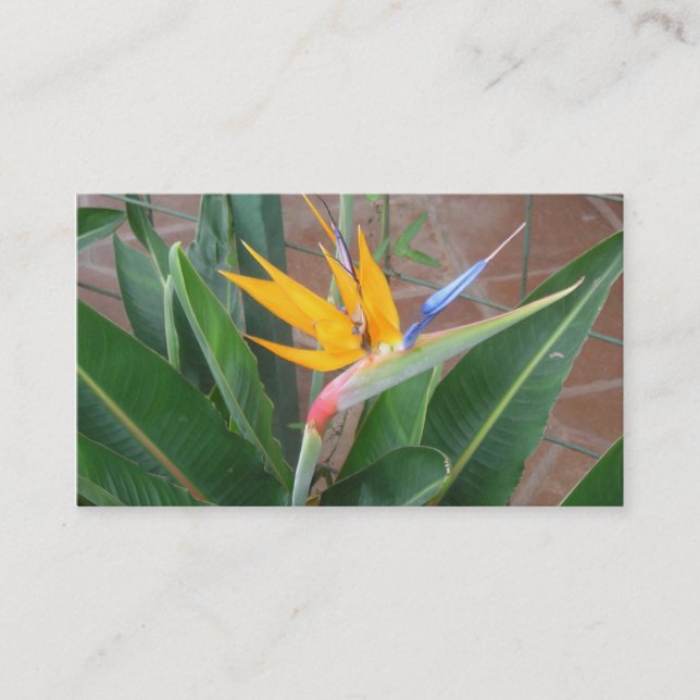 cartões de visitas do birdofparadise (Frente)