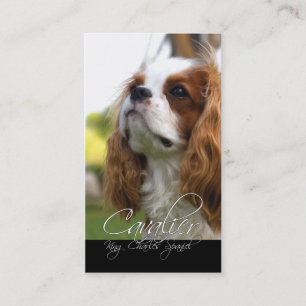 Cartões de visitas do Cavalier King Charles Spanie