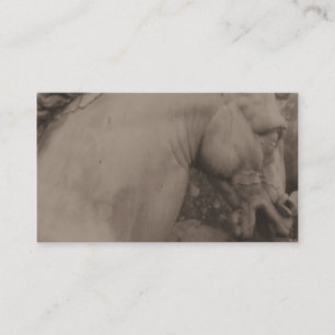 Cartões de visitas italianos do cavalo do
