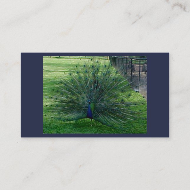 Cartões de visitas Peacock (Frente)