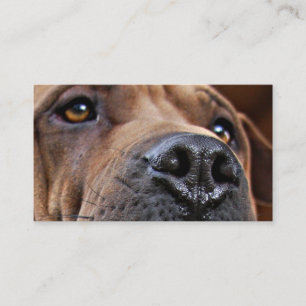 Cartões do alerta do animal de estimação da