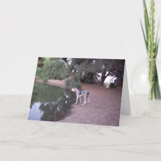 Cartões do cão da beira do lago