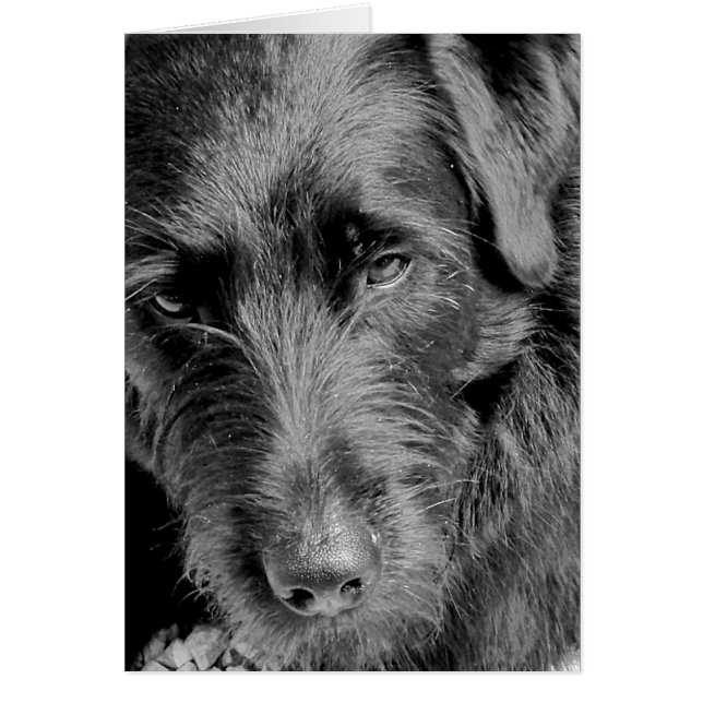 Cartões do cão, Dora (Frente)