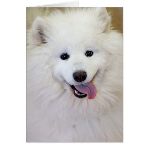 Cartões do cumprimento/nota da raça do cão do
