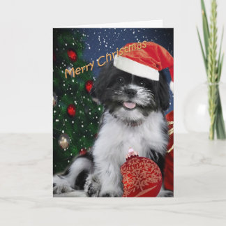 Cartões do Feliz Natal de Shih Tzu