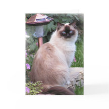 cartões do retrato do ragdoll