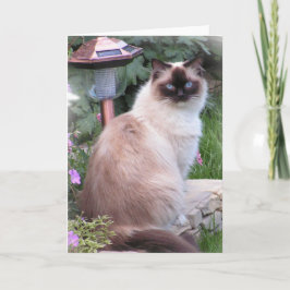 cartões do retrato do ragdoll