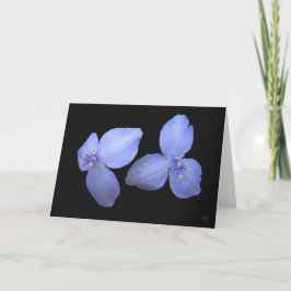 Cartões do vazio da flor do Spiderwort
