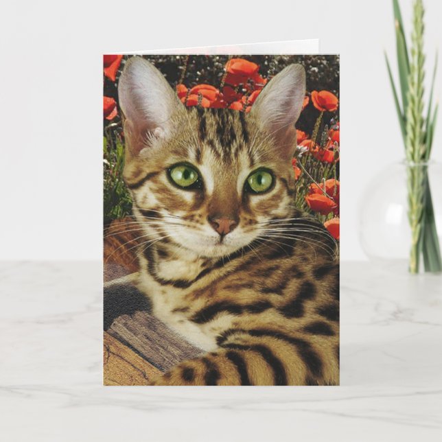 Cartões e autocolantes (Frente)