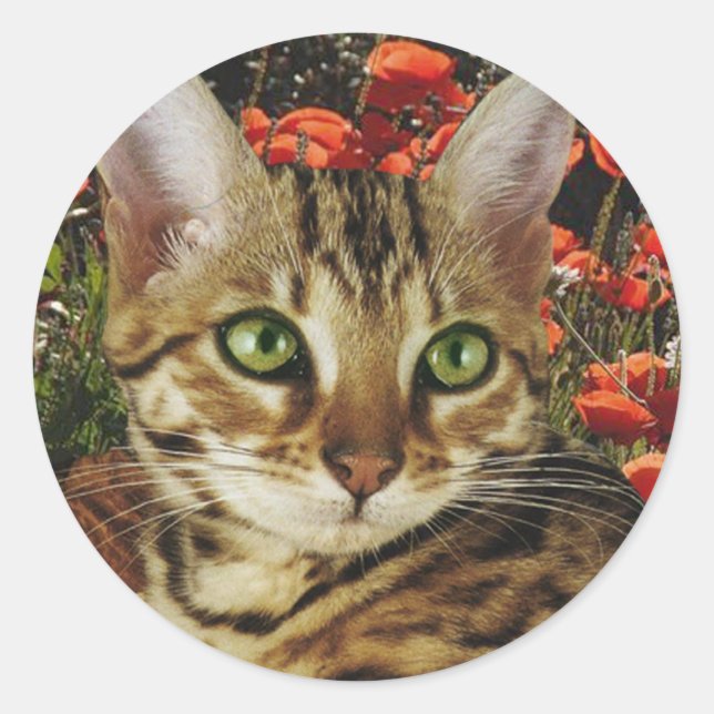 Cartões e autocolantes (Frente)