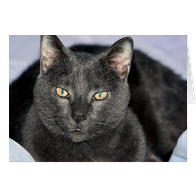 Cartões Engraçados (Frente Horizontal)