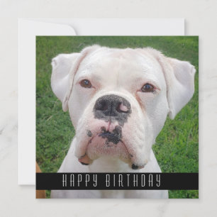 Cartões Felizes De Aniversário Com Cães