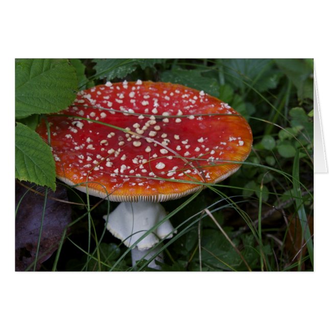 Cartões italianos, Borgo Valsugana (Frente Horizontal)